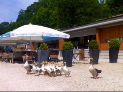 Фото: Biergarten Schutterhof